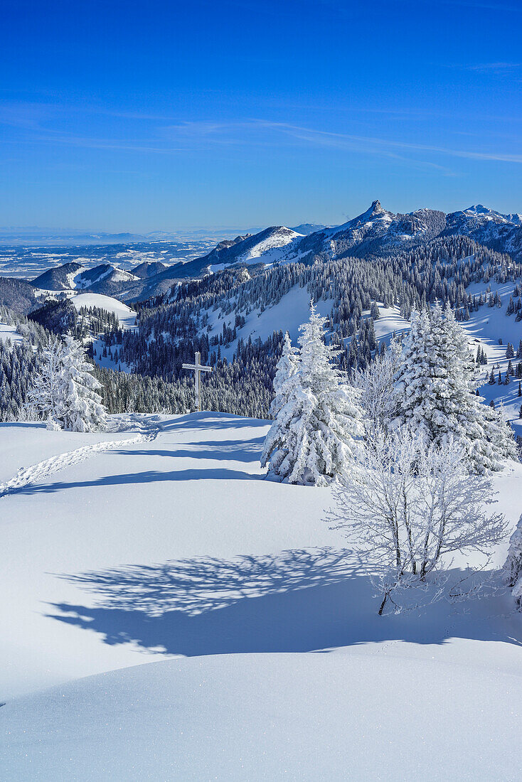 Snow-covered trees with view to Chiemgau range with Kampenwand, Hochries, Samerberg, Chiemgau range, Chiemgau, Upper Bavaria, Bavaria, Germany