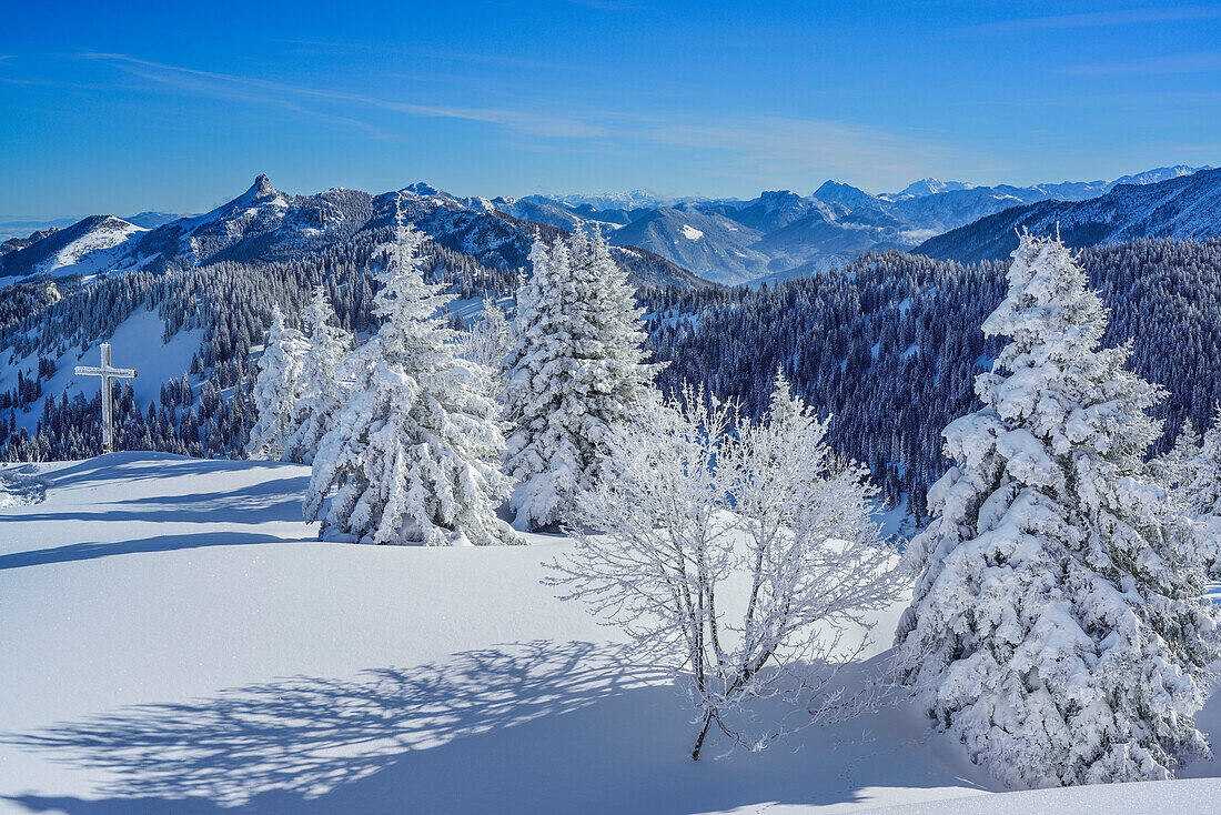 Snow-covered trees with view to Chiemgau range with Kampenwand, Hochries, Samerberg, Chiemgau range, Chiemgau, Upper Bavaria, Bavaria, Germany