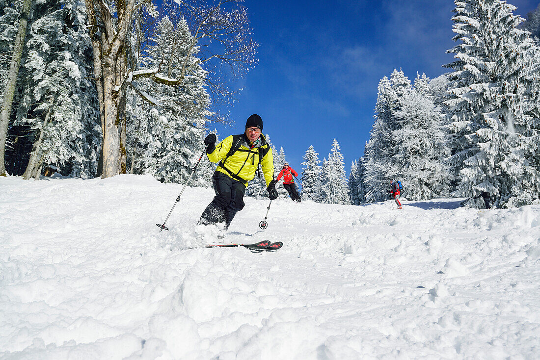 Two persons back-country skiing downhill through winter forest, Sonntagshorn, Chiemgau range, Salzburg, Austria