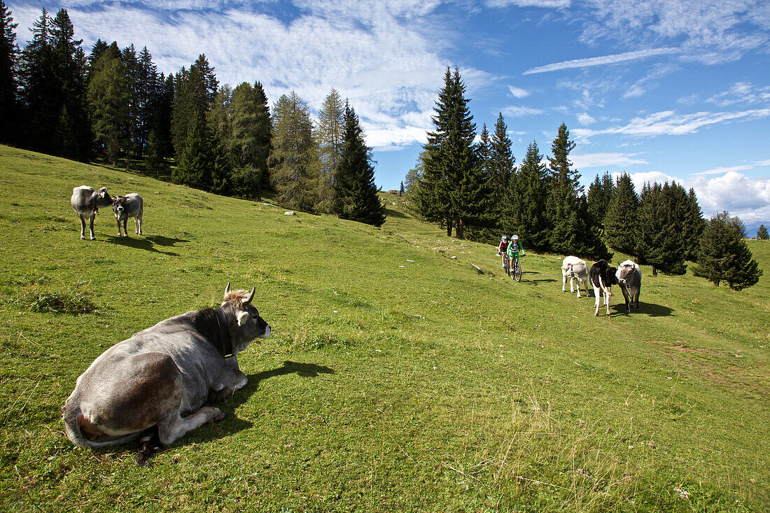 two mountainbikers driving over a cow pasture, Trentino, Italy