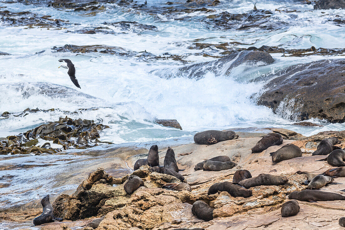 Great black-backed gull and fur seals at Shag Point, Palmerston, East coast of South Island, New Zealand