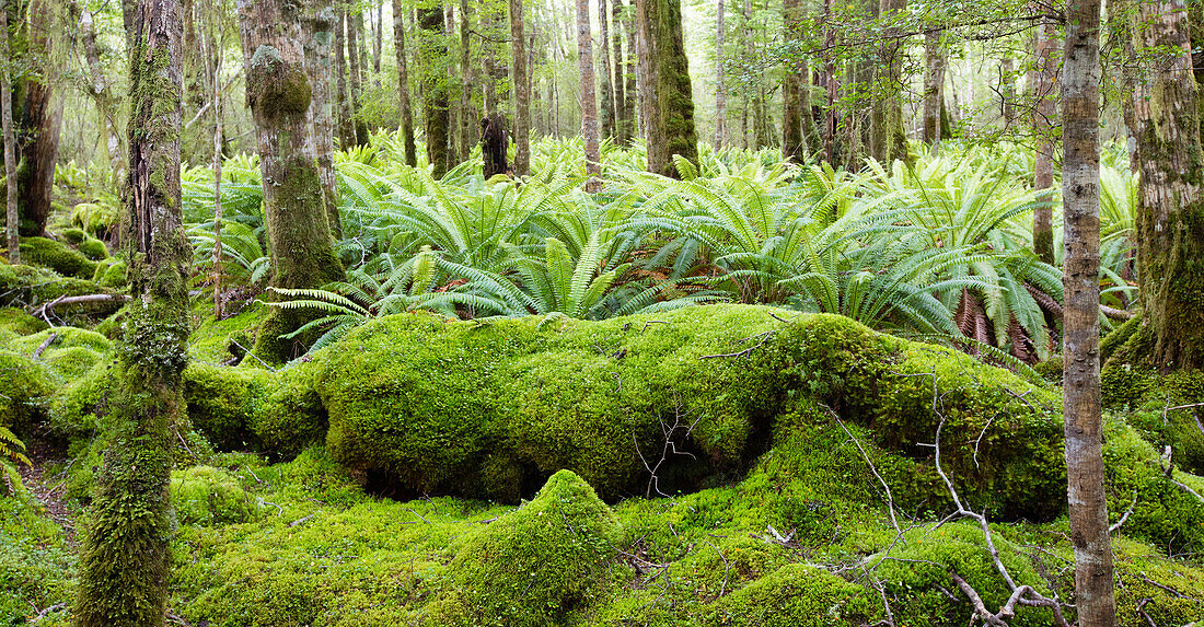 Regenwald von Fjordland beim Lake Manapouri, Hope Arm, South Island, Neuseeland