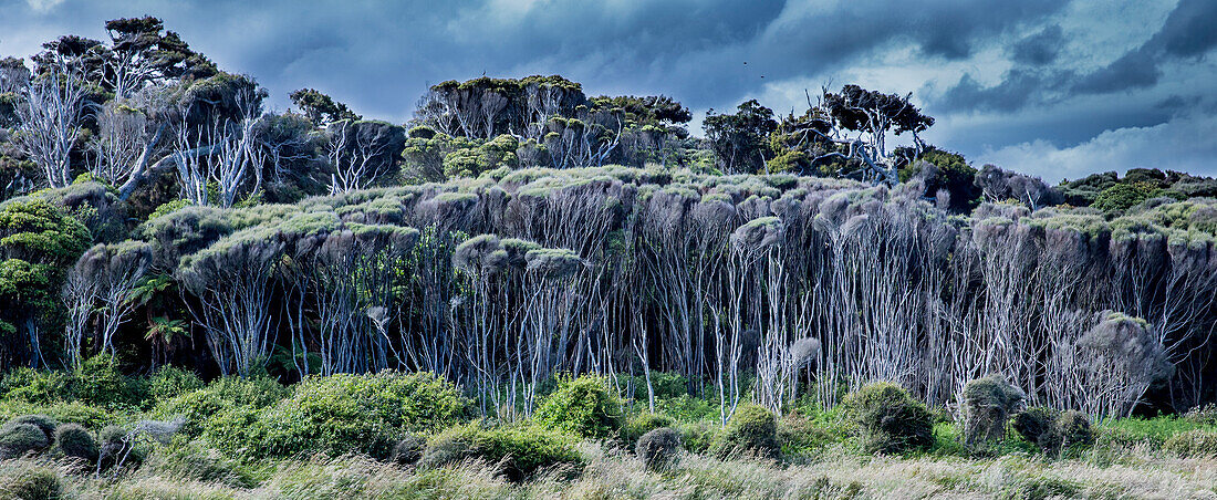 Forest, nature reserve at Curio Bay, Catlins, South Island, New Zealand