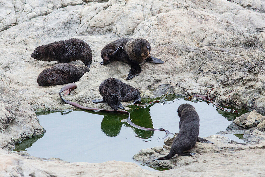 A group of Baby Fur Seals, Half Moon Bay, Kaikoura, South Island, New Zealand