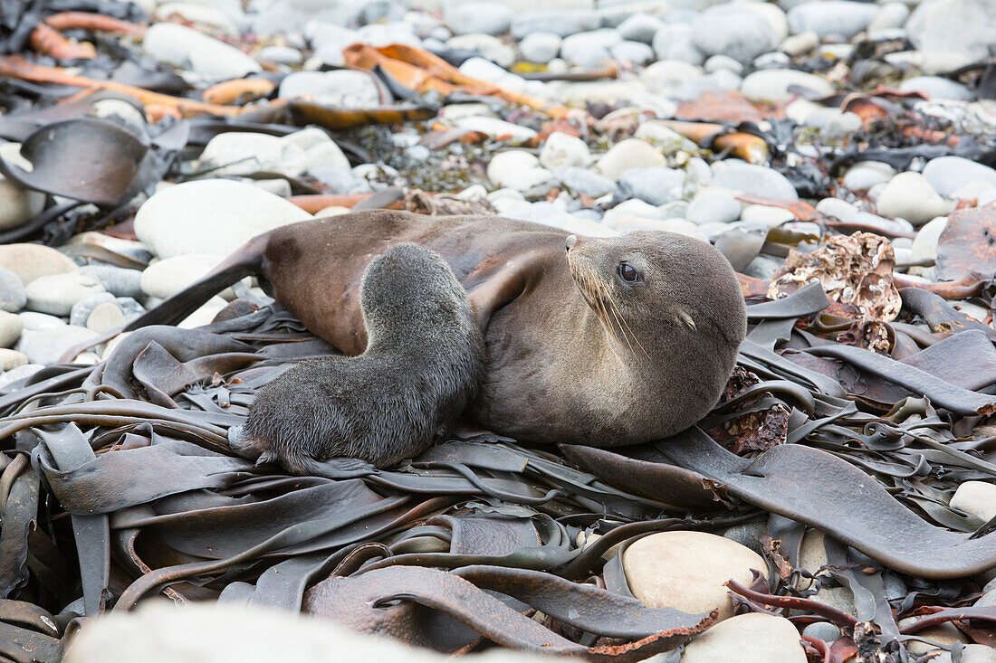 Baby Fur Seal suckling with mother, Half Moon Bay, Kaikoura, South Island, New Zealand