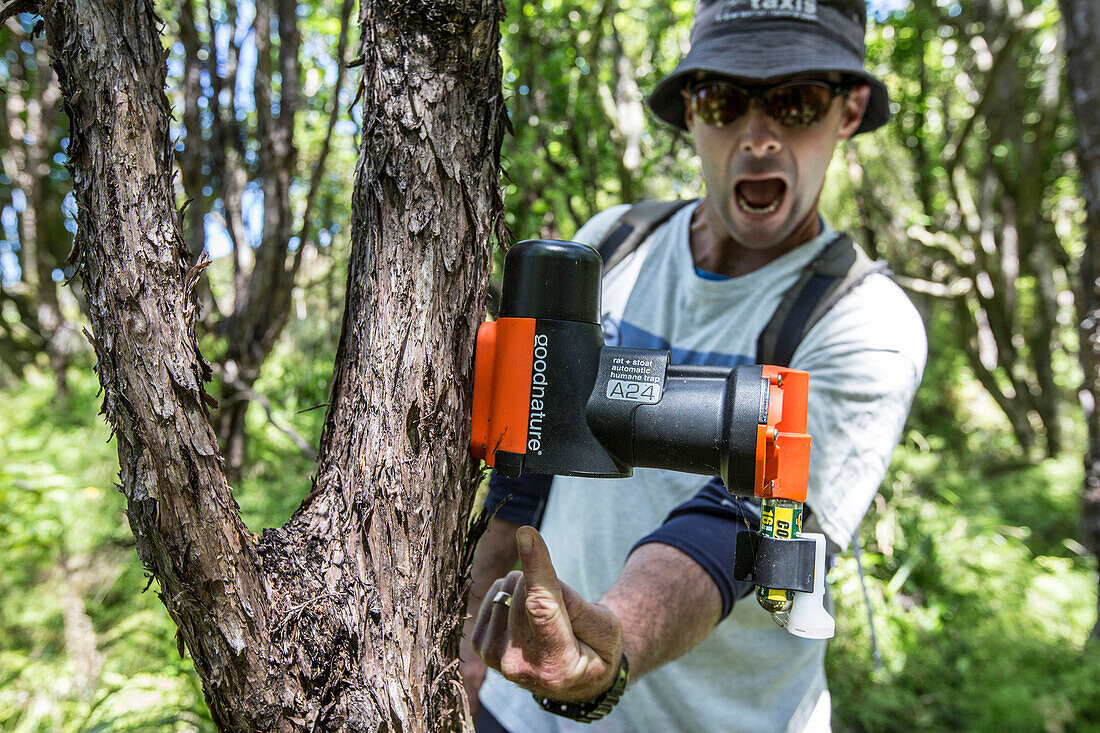 Stoat- and rat trap, Abel Tasman National Park, South Island, New Zealand