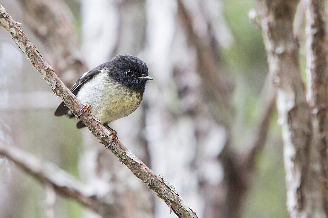 Robin, an endemic bird, Abel Tasman National Park, South Island, New Zealand