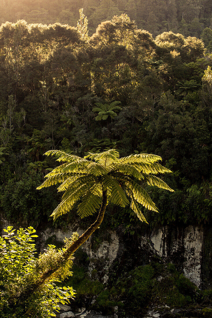 Kanu Trekking auf dem Whanganui River, North Island, Neuseeland