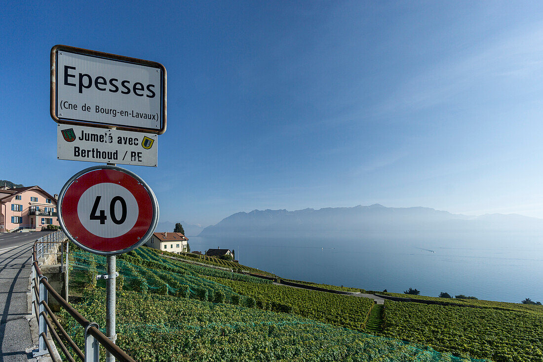 Epesses, Vineyards , Lavaux region, Lake Geneva, Swiss Alps,  Switzerland