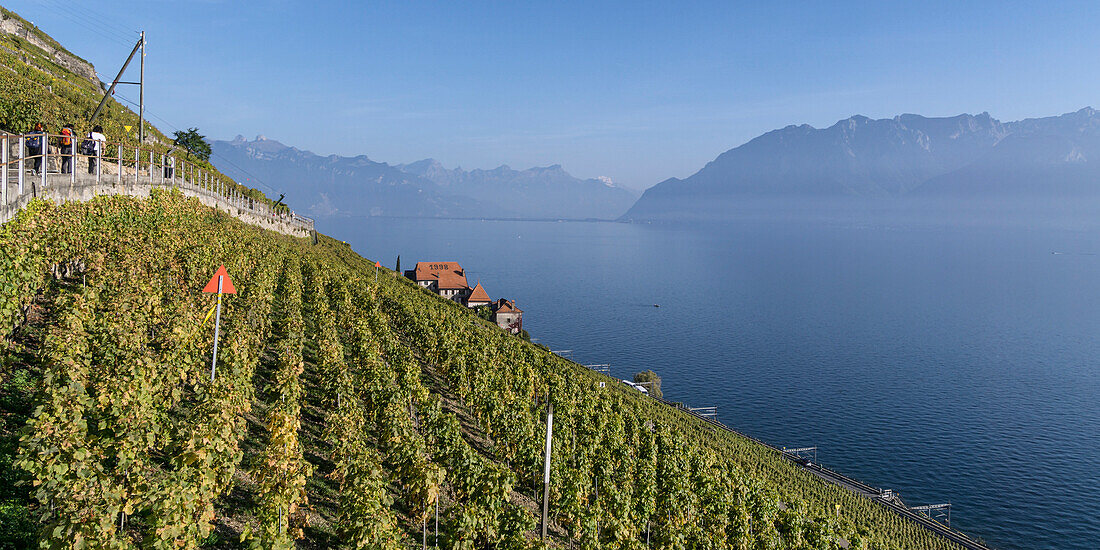 Clos des Abbayes, Dezaley, Vineyards , Lavaux region, Lake Geneva, Swiss Alps,  Switzerland