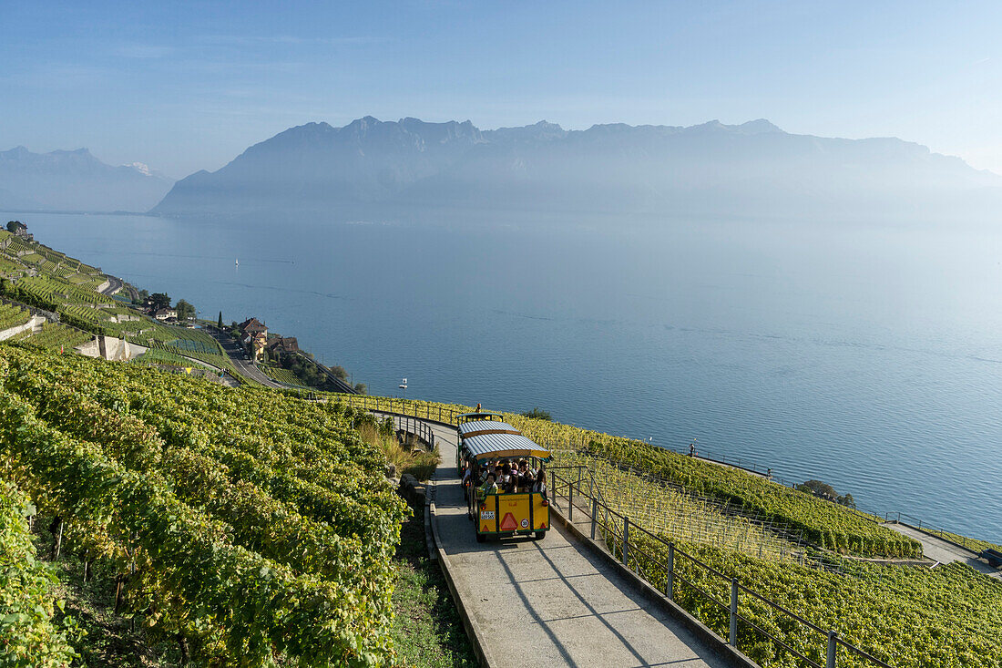 Epesses, Vineyards , Lavaux region, Lake Geneva, Swiss Alps,  Switzerland