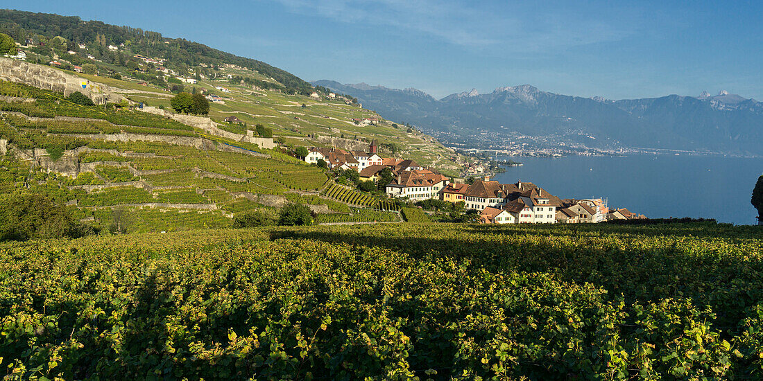 Vineyards , Lavaux region, Lake Geneva, Swiss Alps,  Switzerland