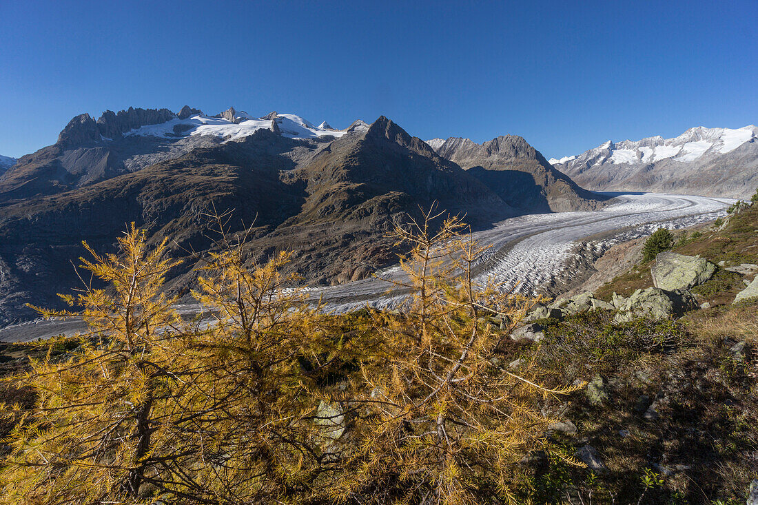 Panorama of the Aletsch Glacier in Autumn, Melting Glacier, Swiss Alps, Switzerland