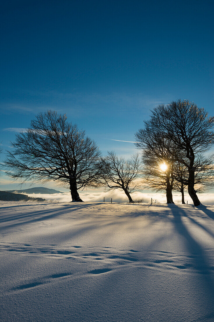 schneebedeckte Buchen und Sonnenuntergang, Schauinsland, nahe Freiburg im Breisgau, Schwarzwald, Baden-Württemberg, Deutschland