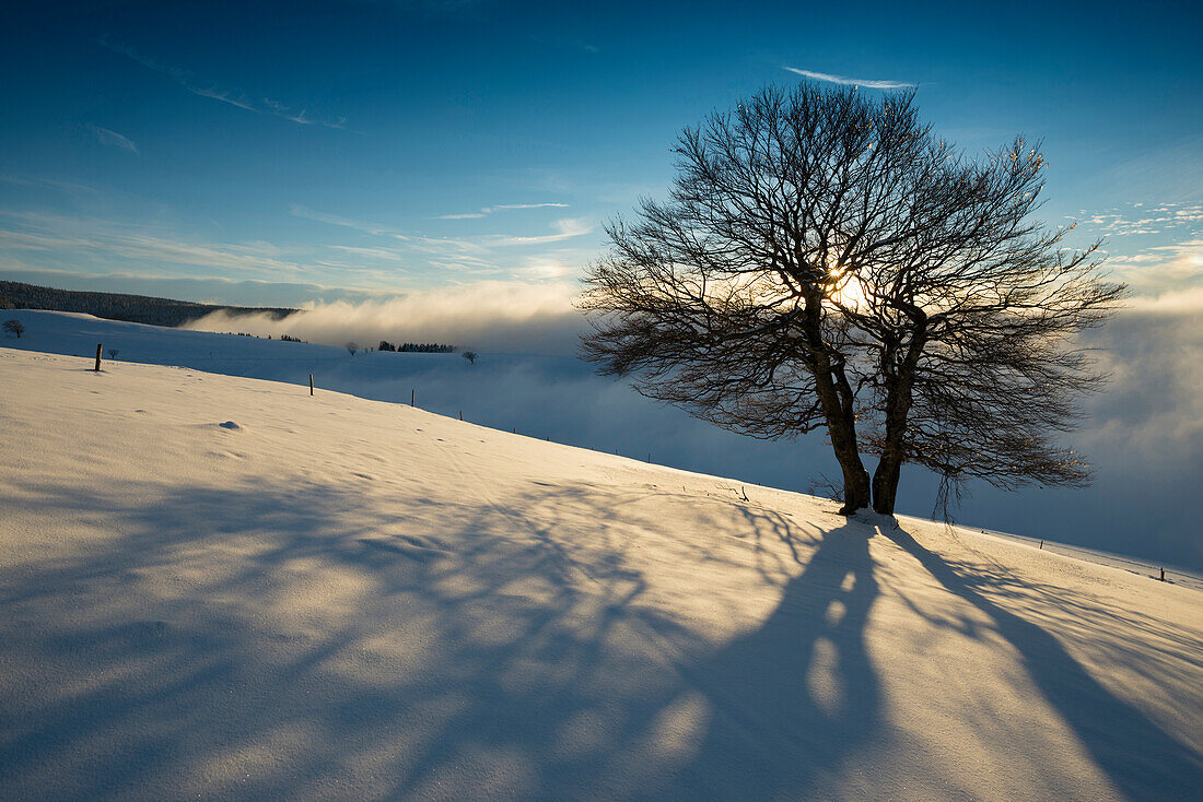 schneebedeckte Buchen und Sonnenuntergang, Schauinsland, nahe Freiburg im Breisgau, Schwarzwald, Baden-Württemberg, Deutschland