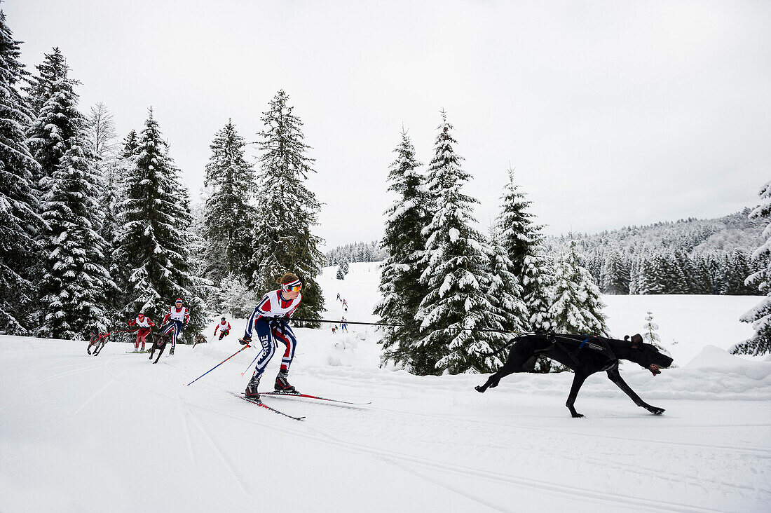 Skijöring, Schlittenhunde WM 2015, Bernau, Schwarzwald, Baden-Württemberg, Deutschland