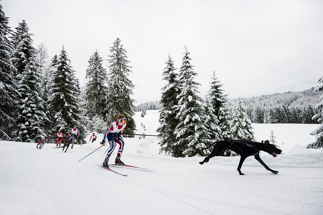 Skijoering, Sleddog WM 2015, Bernau, Black Forest, Baden-Wuerttemberg, Germany