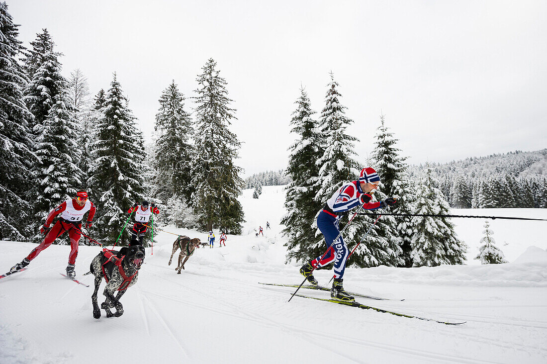 Skijöring, Schlittenhunde WM 2015, Bernau, Schwarzwald, Baden-Württemberg, Deutschland