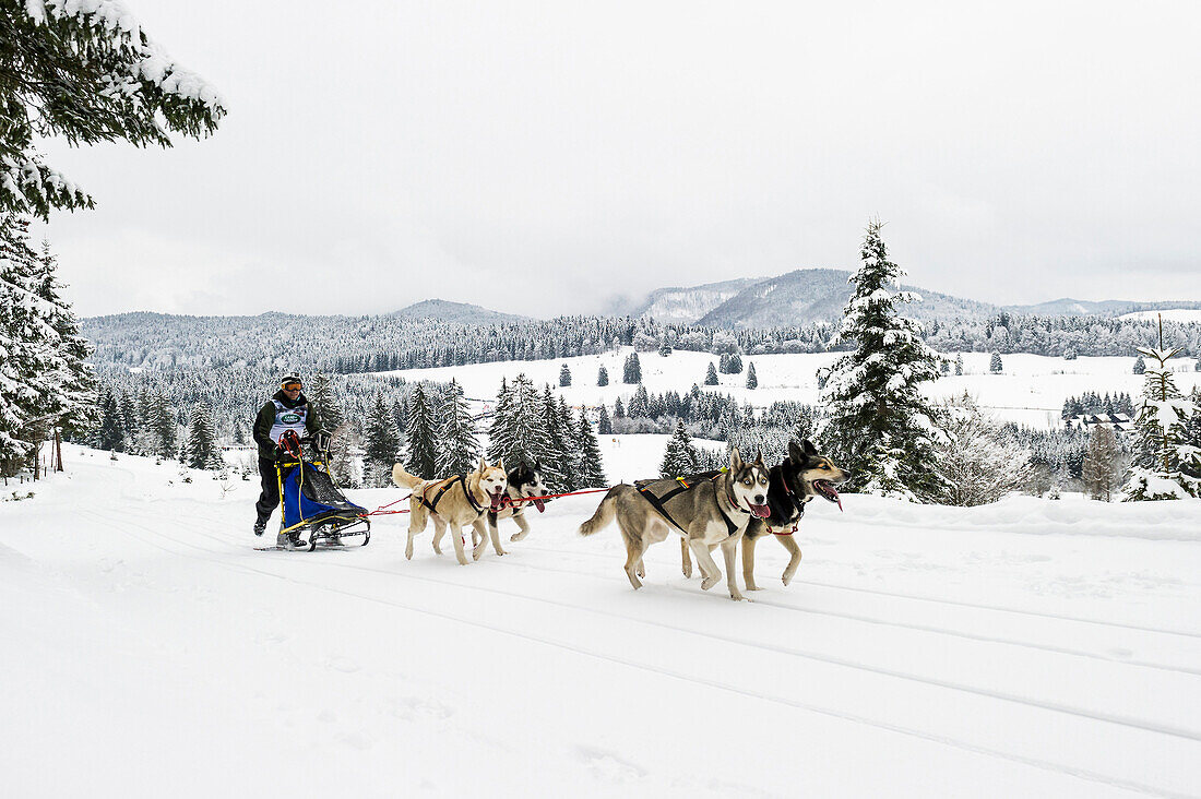 Sleddog WM 2015, Bernau, Black Forest, Baden-Wuerttemberg, Germany