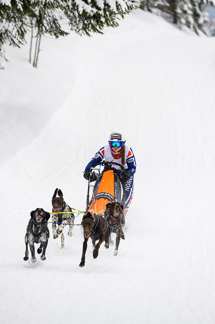 Sleddog WM 2015, Bernau, Black Forest, Baden-Wuerttemberg, Germany