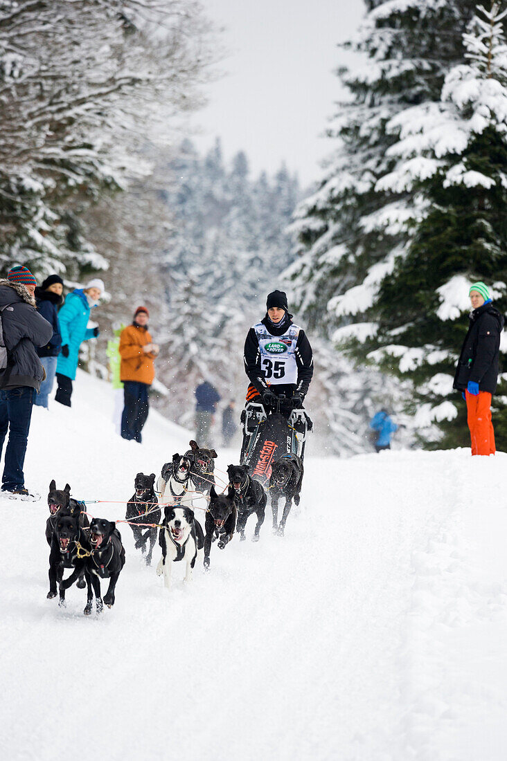 Sleddog WM 2015, Bernau, Black Forest, Baden-Wuerttemberg, Germany