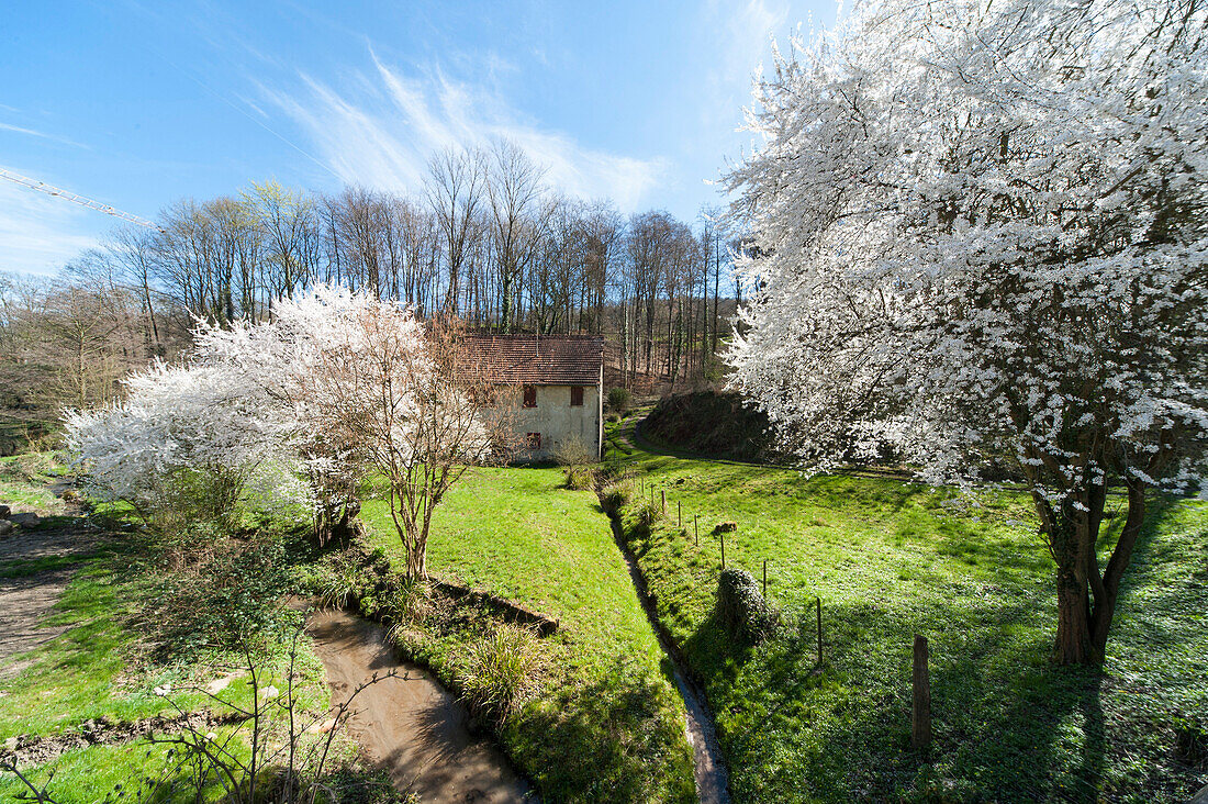 Flowering fruit tree and mill in Laudenbach valley, Laudenbach, Bergstrasse, Baden-Wuerttemberg, Germany