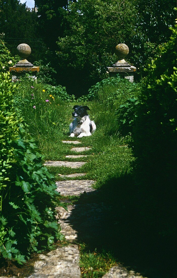 A dog in a garden with stone pillars either side of the path