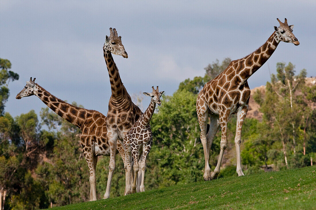 Giraffe (Giraffa camelopardalis) adults and calf, native to Africa