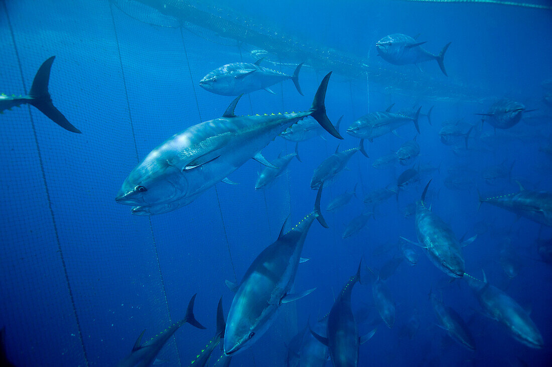 Atlantic Bluefin Tuna (Thunnus thynnus) shoal getting corralled in fishing net, Mediterranean Sea of the coast of Turkey