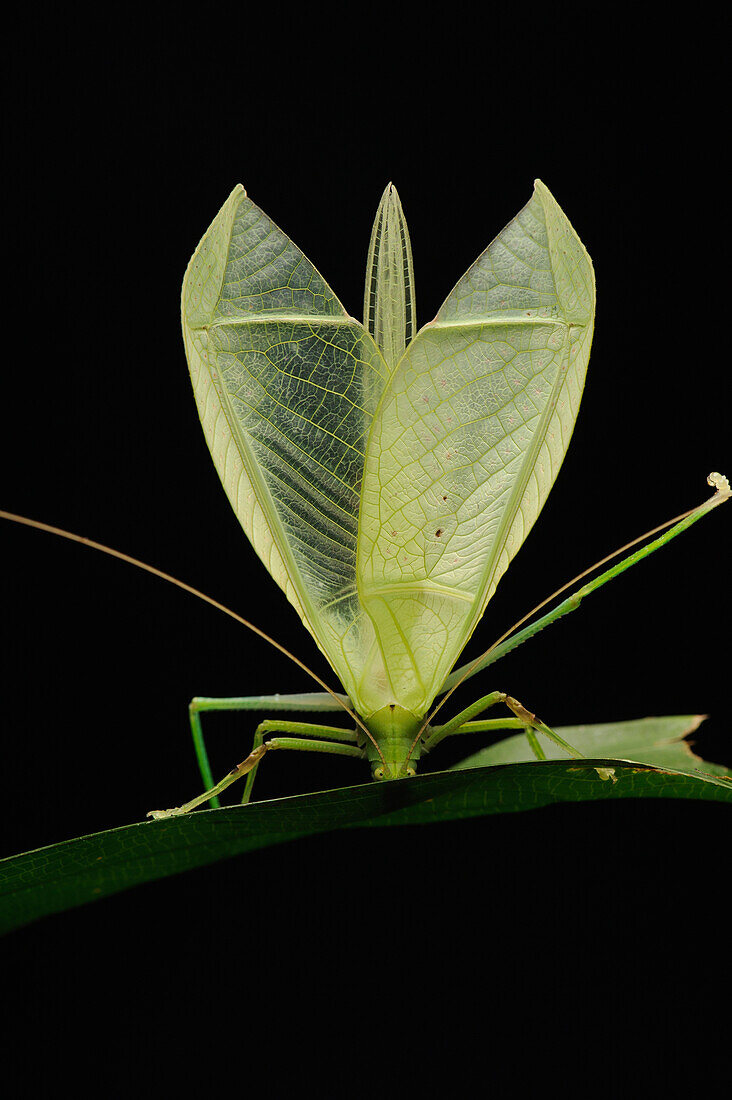 Katydid (Tettigoniidae) produces a violin-like sound by rubbing its wings together, Gunung Mulu National Park, Malaysia