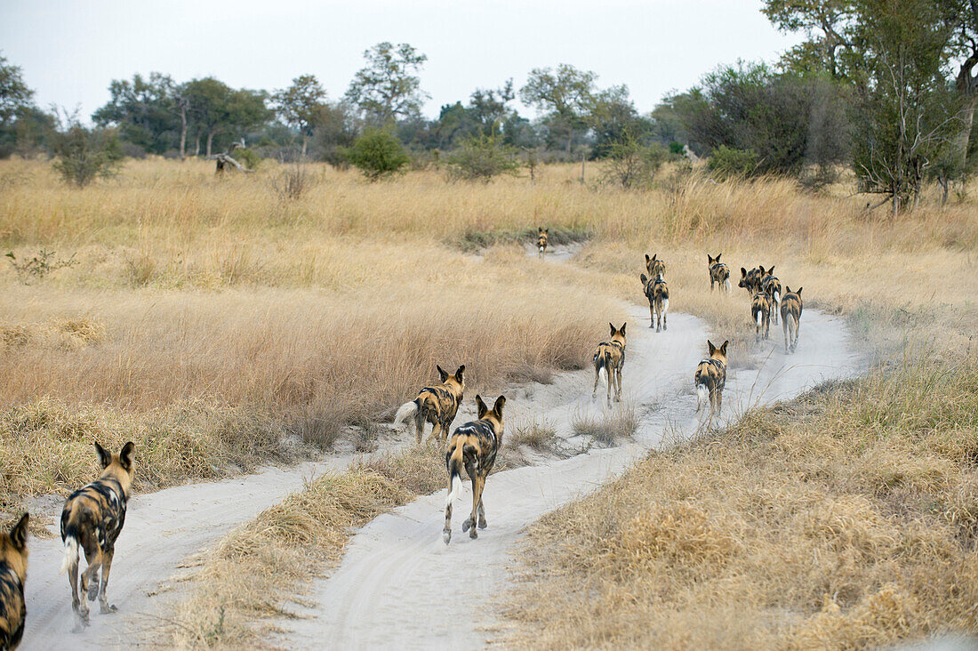 African Wild Dog (Lycaon pictus) pack using dirt road while hunting, northern Botswana