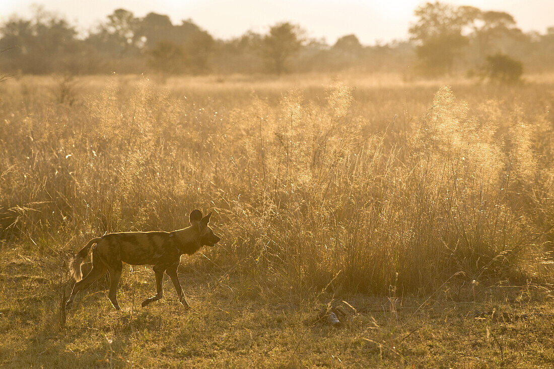 African Wild Dog (Lycaon pictus) on the hunt at sunset, northern Botswana