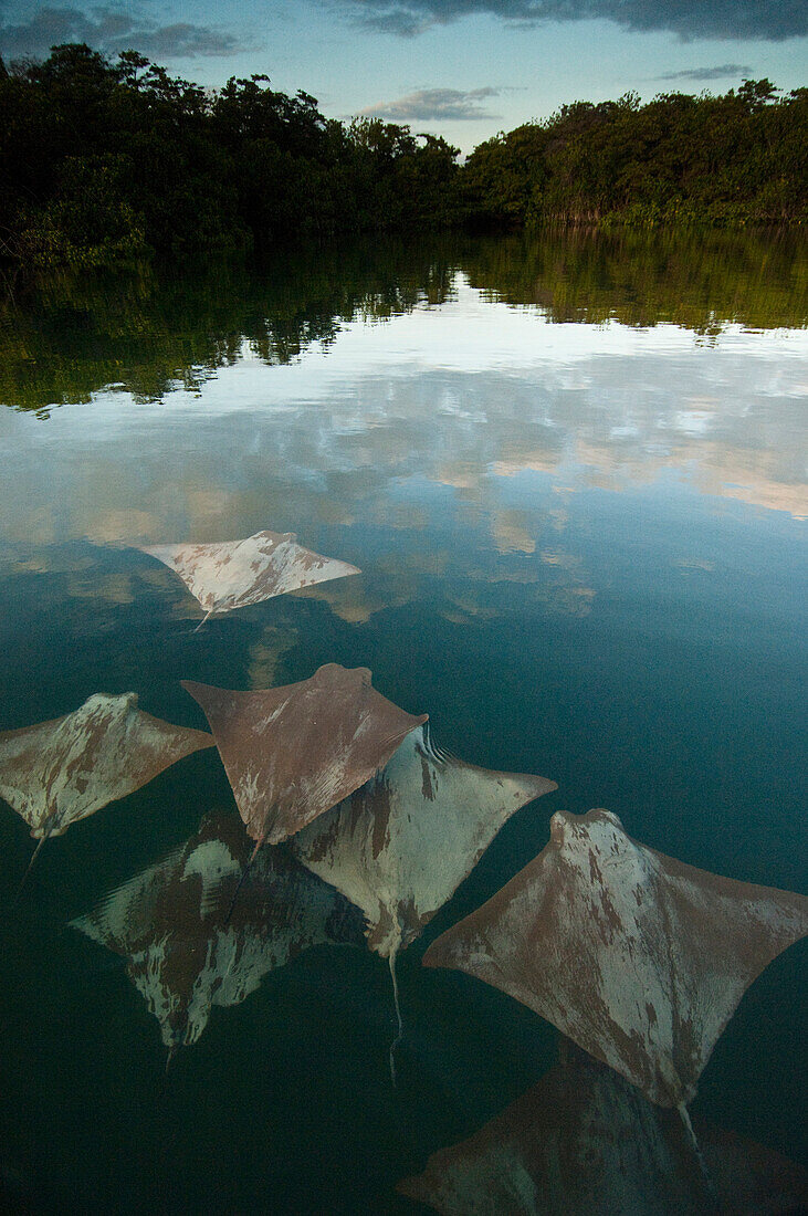 Golden Cownose Ray (Rhinoptera steindachneri) group, Santa Cruz Island, Galapagos Islands, Ecuador