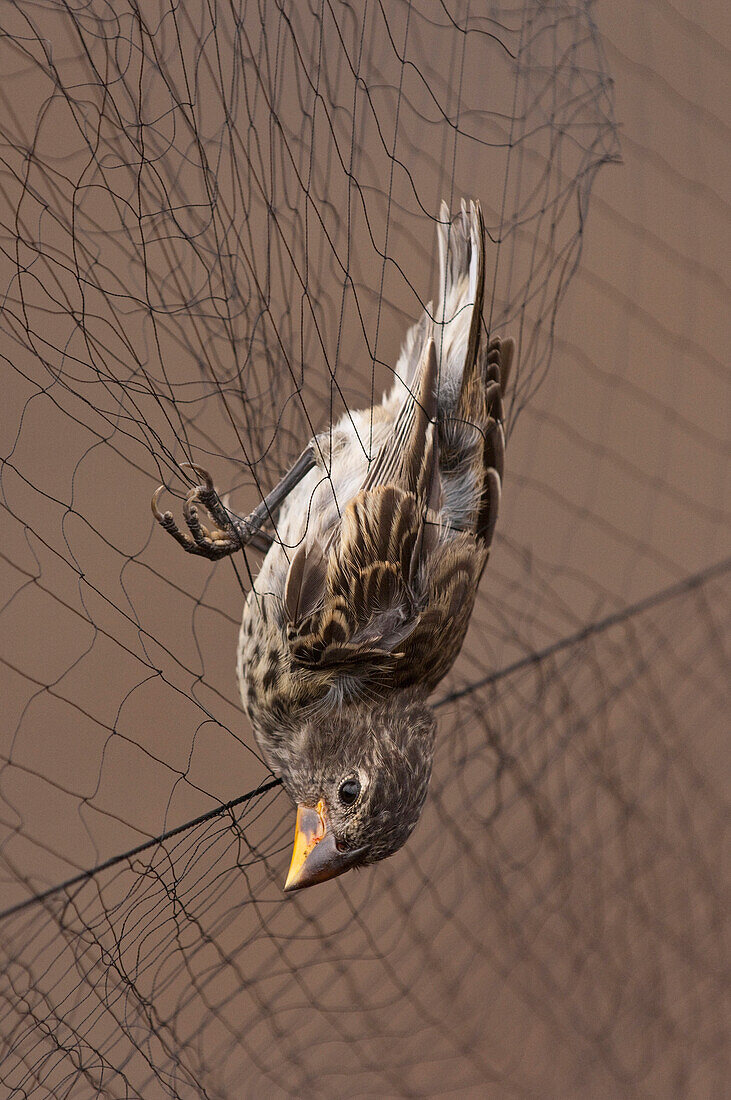 Medium Ground Finch (Geospiza fortis) caught in mist net to be studied for avian pox, Puerto Ayora, Santa Cruz Island, Galapagos Islands, Ecuador