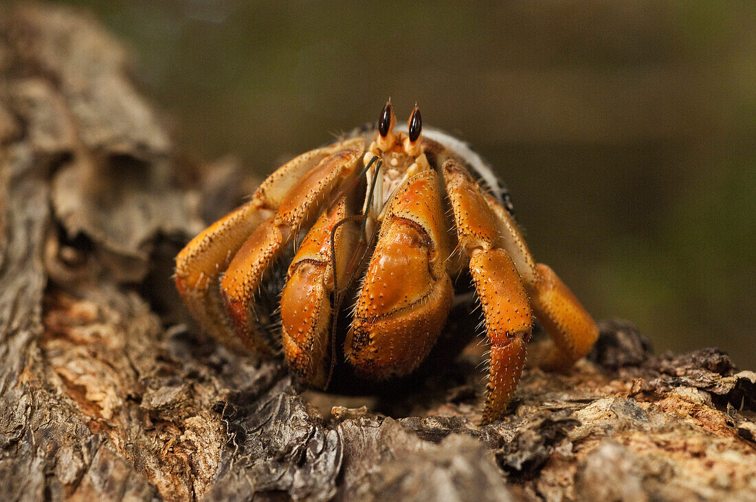 Hermit Crab (Coenobita compressus), Puerto Ayora, Santa Cruz Island, Galapagos Islands, Ecuador