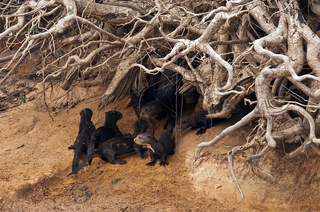 Giant River Otter (Pteronura brasiliensis) family at den, Pantanal, Brazil