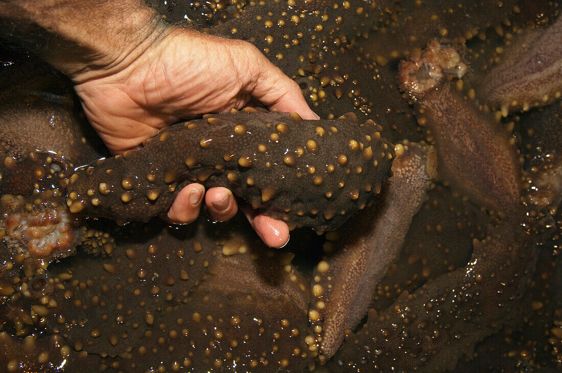 Sea Cucumber (Actinopyga lecanora) harvest, Puerto Ayora, Santa Cruz Island, Galapagos Islands, Ecuador