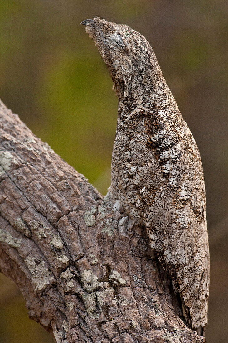 Great Potoo (Nyctibius grandis) camouflaged on tree, Pantanal, Brazil