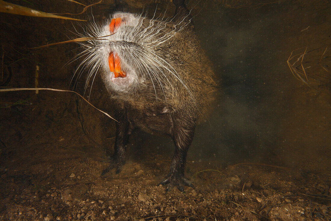 Nutria (Myocastor coypus) resting on surface seen from underwater showing orange teeth, Yonne, France
