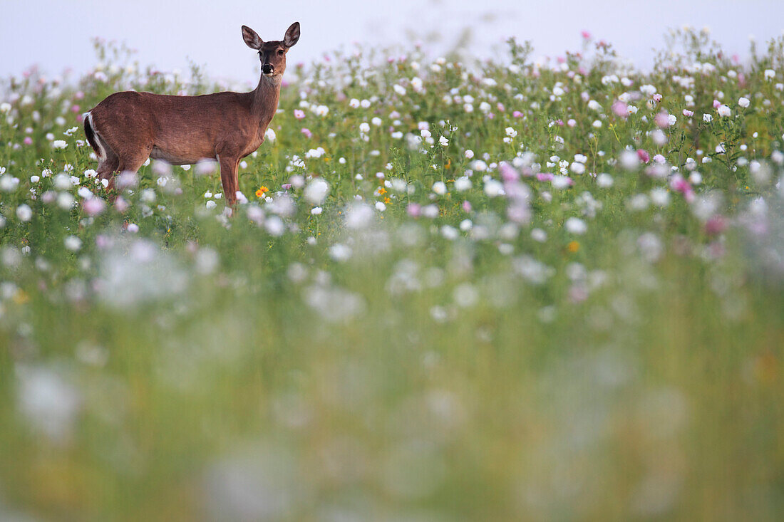 White-tailed Deer (Odocoileus virginianus) female in field of wildflowers, southern Texas