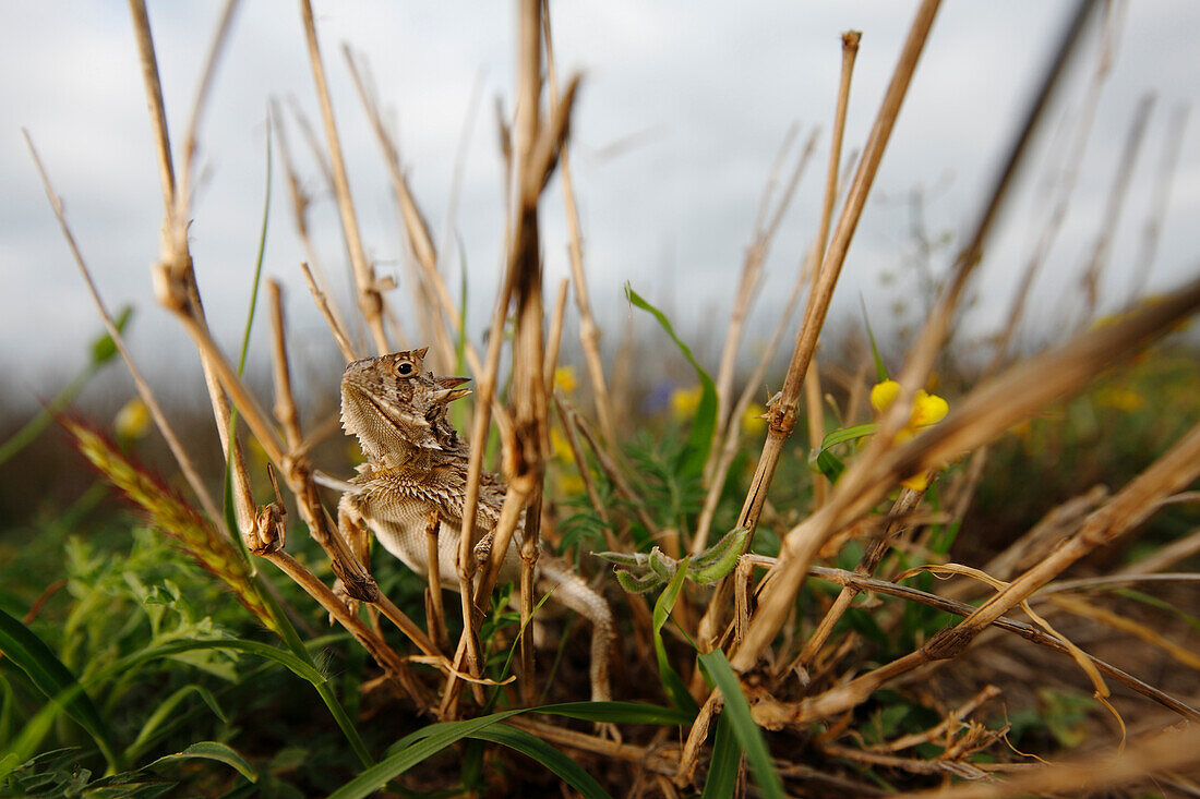 Texas Horned Lizard (Phrynosoma cornutum) in grass, southern Texas