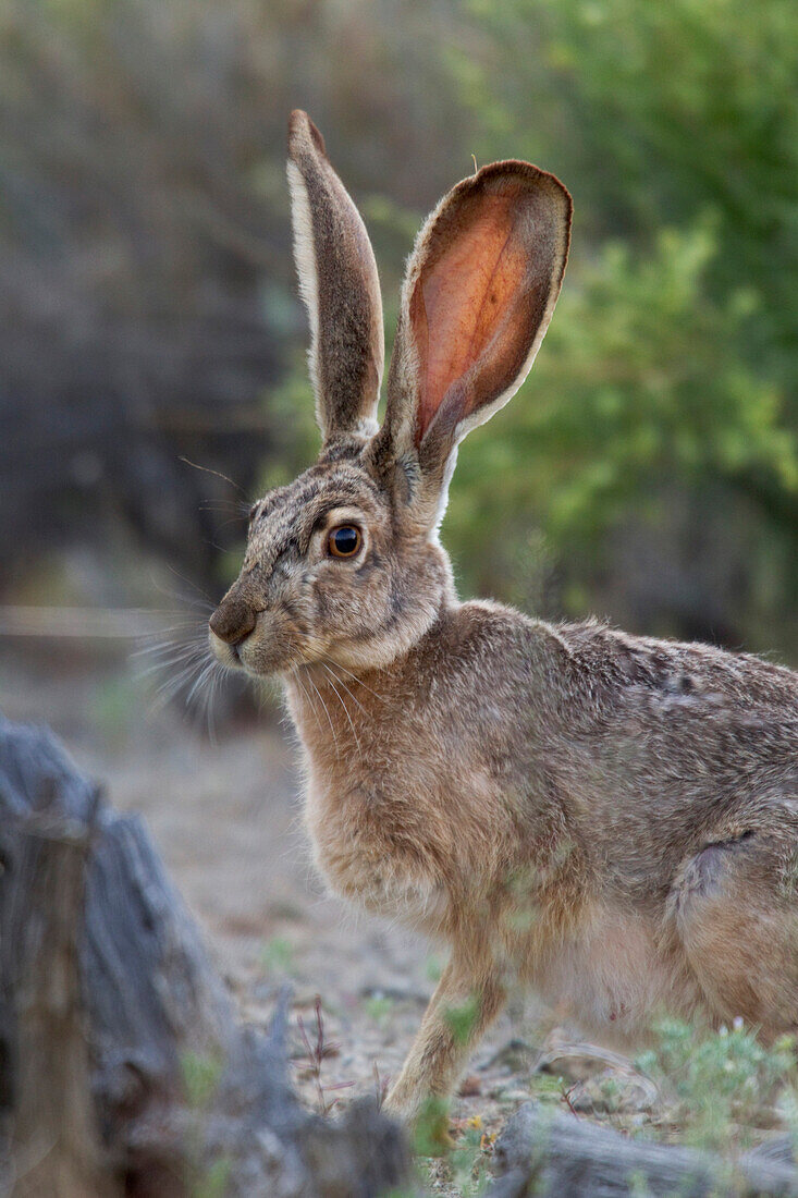 Black-tailed Jackrabbit (Lepus californicus) in desert, Tucson, Arizona