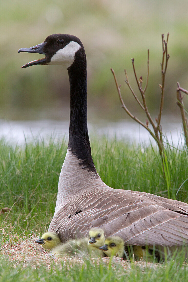Canada Goose (Branta canadensis) at nest with gosslings, northwest Montana