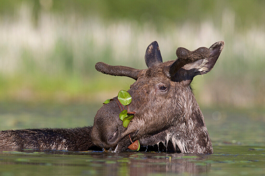 Moose (Alces alces shirasi) young bull feeding on lilly pads, western Montana