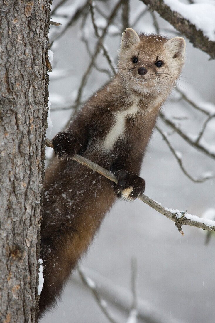 American Marten (Martes americana) in a pine tree, western Montana