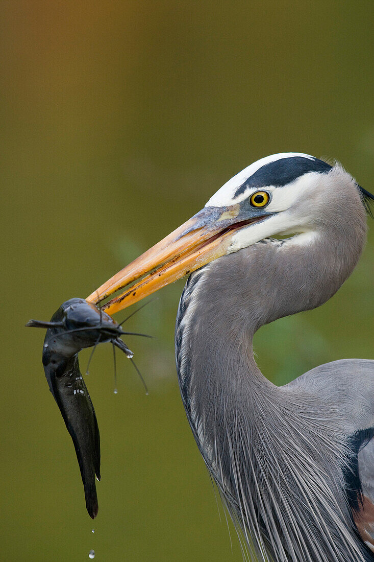 Great Blue Heron (Ardea herodias) eating a catfish, southeastern Florida