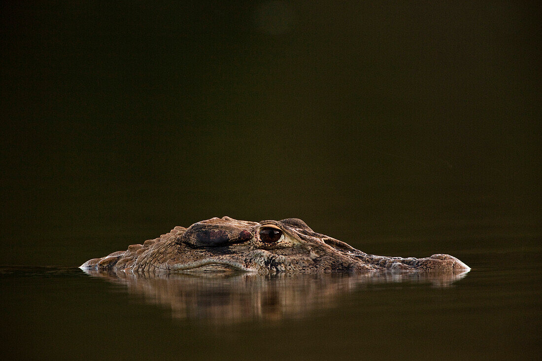 Black Caiman (Melanosuchus niger) floating in river, Rewa River, Iwokrama Rainforest Reserve, Guyana