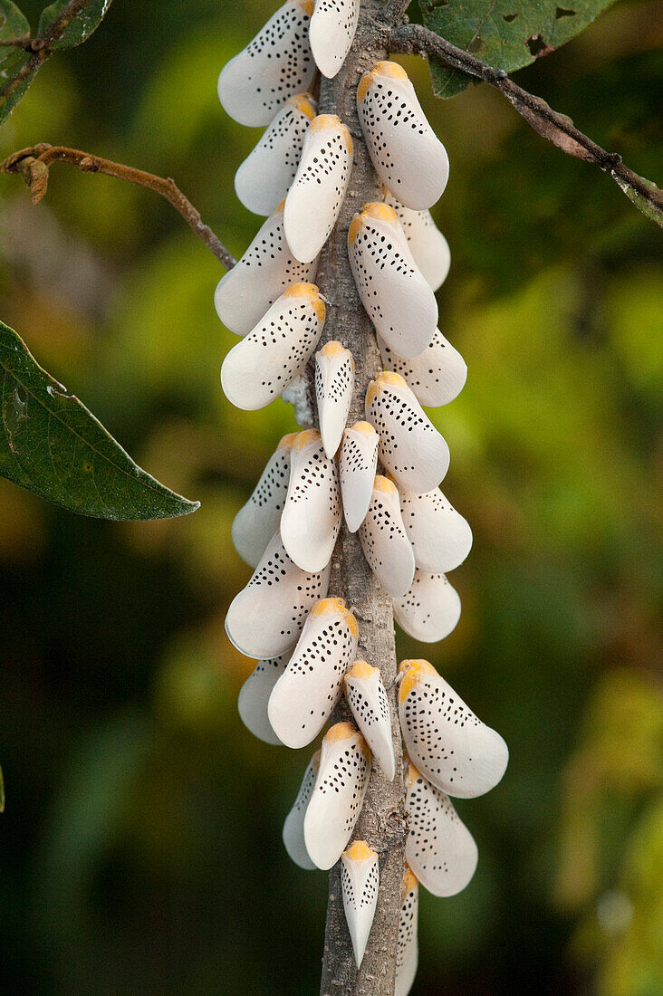 Planthopper (Fulgoroidea) group, Rupununi, Guyana