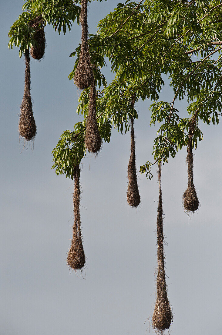 Crested Oropendola (Psarocolius decumanus) nests, Rupununi, Guyana