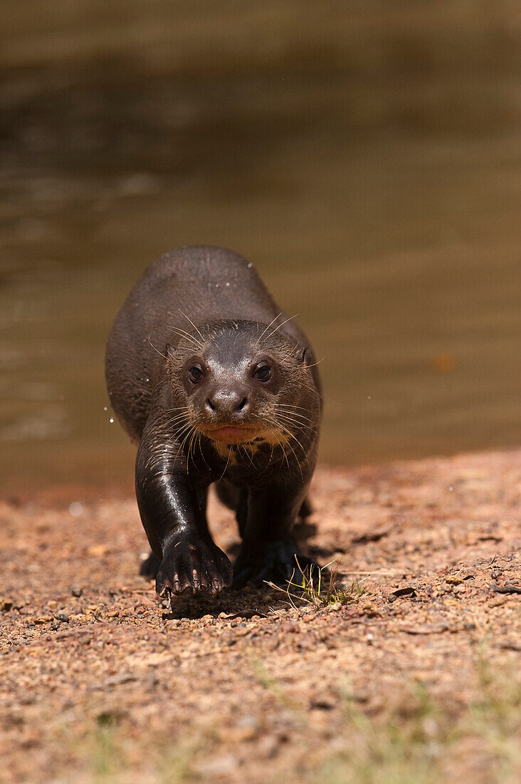 Giant River Otter (Pteronura brasiliensis) walking on riverbank, Karanambu Trust, Rupununi, Guyana